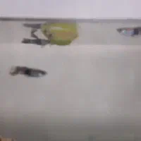 ماهی گوپی|ماهی|شیراز, احمدآباد|دیوار