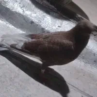 کفتر سالم|پرنده|قم, شهرک امام حسین|دیوار