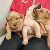 بچه گلدن های استثنایی و زیبا|سگ|اصفهان, فرح آباد|دیوار