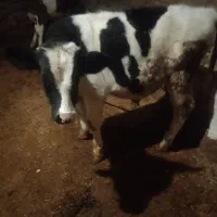 گوساله نر|حیوانات مزرعه|بلبان آباد, |دیوار