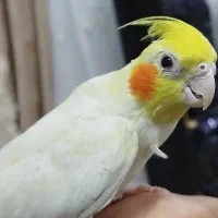 عروس هلندی بالغ ماده