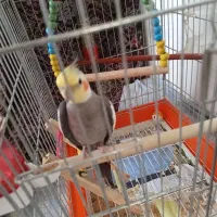 عروس هلندی نر