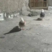 سلام یه جفت طوقی ن هفرنگ ماده زرد معاوضه باشازده|پرنده|نجفآباد, صالح آباد|دیوار