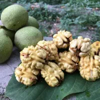 گردو