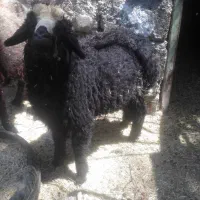 بره نر