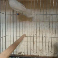 نرگسی ماده بالغ حلقه پا|پرنده|قزوین, |دیوار