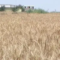 فروش ویژه زمین تجاری کشاورزی براتوبان|فروش زمین و ملک کلنگی|بهشهر, |دیوار