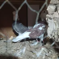 پرنده خوب درجه یک کار درست