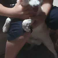 سگ اشپیتز|سگ|سیرجان, |دیوار