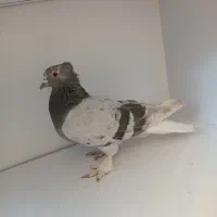 کفتر سبز دم سفید