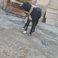 سگ باهوش گرند