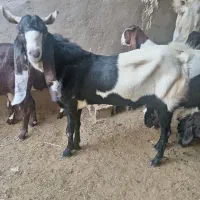 پازن داشتی بز دورگ پاکستانی|حیوانات مزرعه|سعدآباد, |دیوار