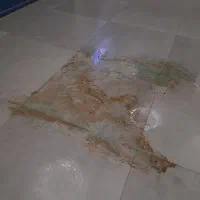 شرکت نظافتی و خدماتی پاکبانان البرز|خدمات نظافت|کرج, کوی کارمندان شمالی|دیوار