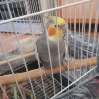 عروس هلندی نر سخنگو