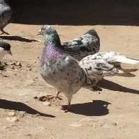 کفتر هفت‌رنگ قزوینی