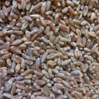 گندم،کبوتر،مرغ