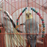 فروش عروس هلندی|پرنده|اندیمشک, |دیوار