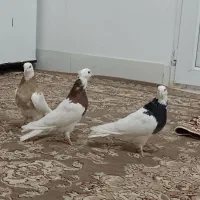 کفتر، کبوتر. 7 عدد طوقی بی نظیر|پرنده|جوین, |دیوار