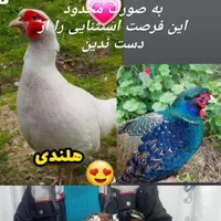 جوجه ومولد و تخم خوراکی وبدون نطفه امریکایی وزینتی|حیوانات مزرعه|نجف‌آباد, حومه نجف آباد|دیوار