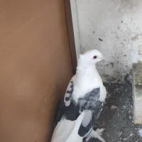 کبوتر