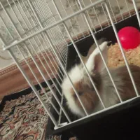 خرگوش مینیاتوری  زیبا