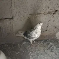 کبوتر تهرانی|پرنده|خاش, |دیوار