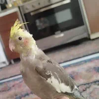 عروس هلندی  نر