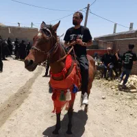 یک اسب خکب آرام