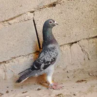 کبوتر پلاکی|پرنده|زابل, |دیوار