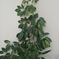 گل آپارتمانی|گل و گیاه طبیعی|نمین, |دیوار