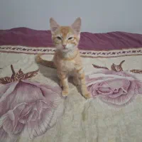 واگذاری گربه
