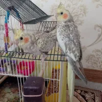 عروس هلندی|پرنده|شاهین دژ, |دیوار