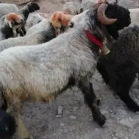 .قوچه شاخی