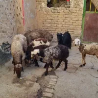 7راس گوسفند میش بز بره