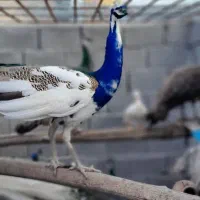 جوجه طاووس ابلق|حیوانات مزرعه|سهند, |دیوار