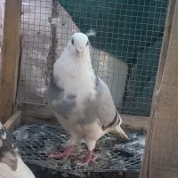 چند کبوتر|پرنده|جم, |دیوار