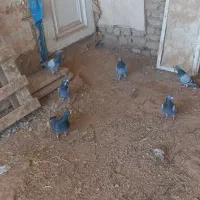 سبز المانی مسافتی