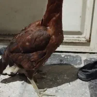 مرغ لاری|حیوانات مزرعه|نگین شهر, |دیوار