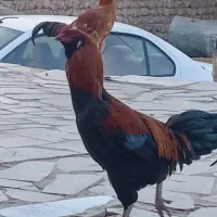 مرغ محلی و خروس لاری|حیوانات مزرعه|چگنی, |دیوار