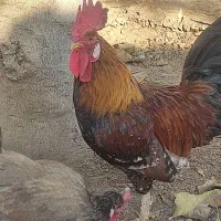 خروس محلی اصل