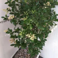 گل خوش بو وعطری