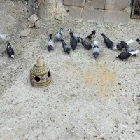 تعدادی جوجه کبوتر