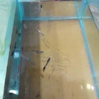 ماهی گوپی و فایتر و دم شمشیری و مولوی