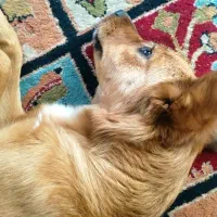 سگ باهوش و مهربون