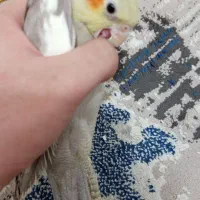 جوجه عروس هلندی|پرنده|ری, دیلمان|دیوار