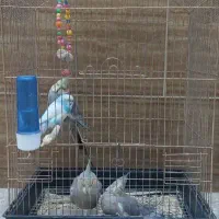 طوطی عروس|پرنده|قم, دورشهر|دیوار