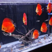 ماهی دیسکس فایر رابی و فیلتر سطلی