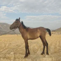 اسب|اسب و تجهیزات اسب‌سواری|فیروزآباد (فارس), |دیوار