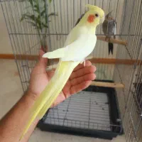 عروس هلندی لوتینو و ۲ عدد سینامون با قفس