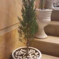 گیاه و گلدان سرو|گل و گیاه طبیعی|قم, شاه ابراهیم|دیوار